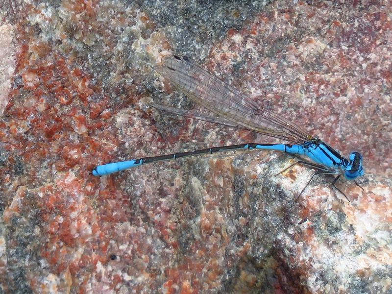 Photo of Azure Bluet