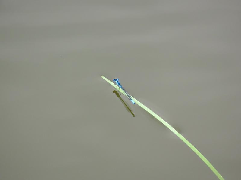 Photo of Azure Bluet