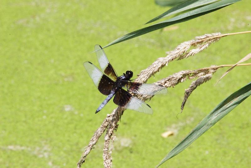 Photo of Widow Skimmer