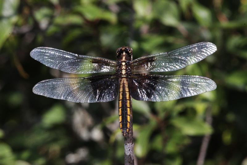 Photo of Widow Skimmer