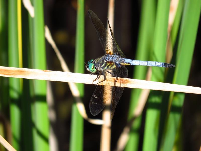 Photo of Blue Dasher