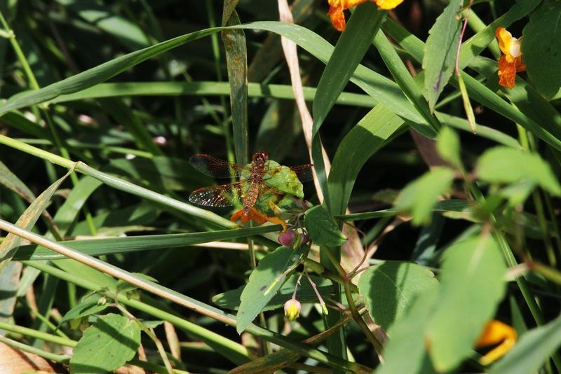 Photo of Eastern Amberwing