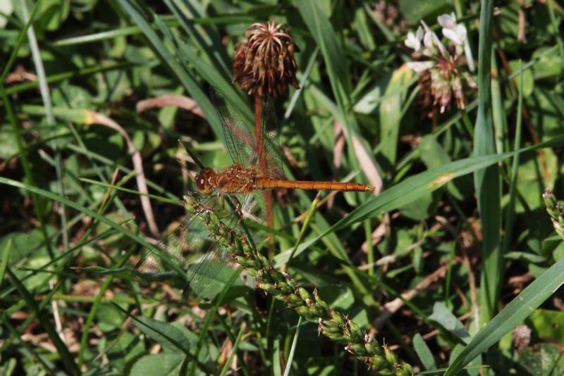 Photo of Autumn Meadowhawk