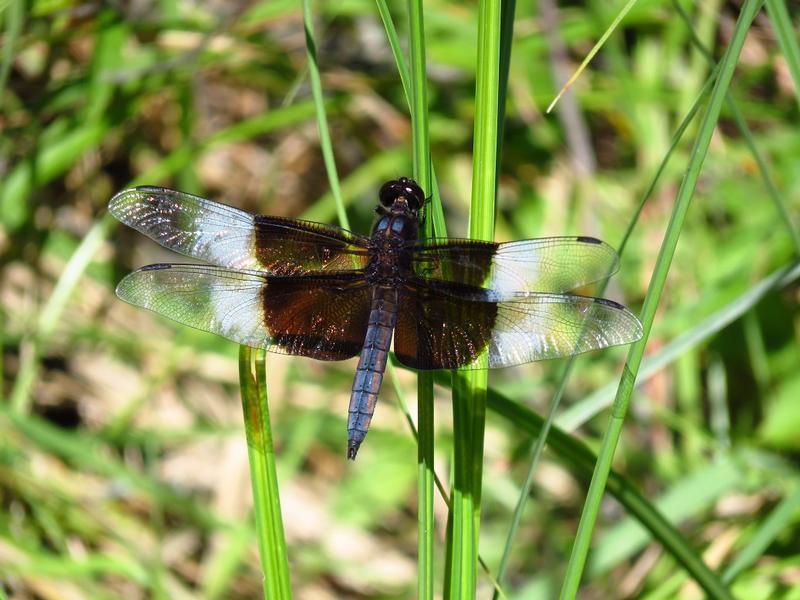 Photo of Widow Skimmer