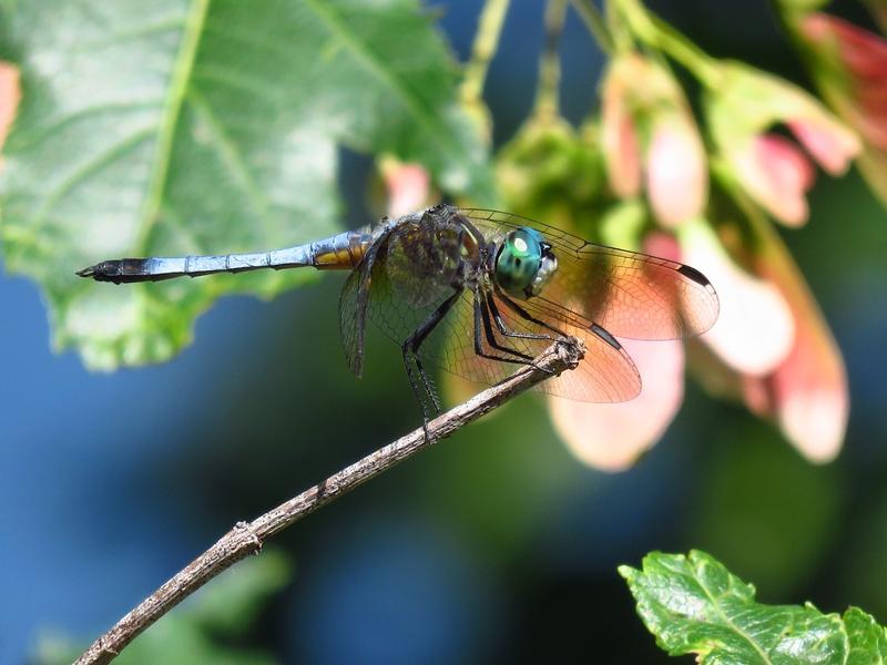 Photo of Blue Dasher