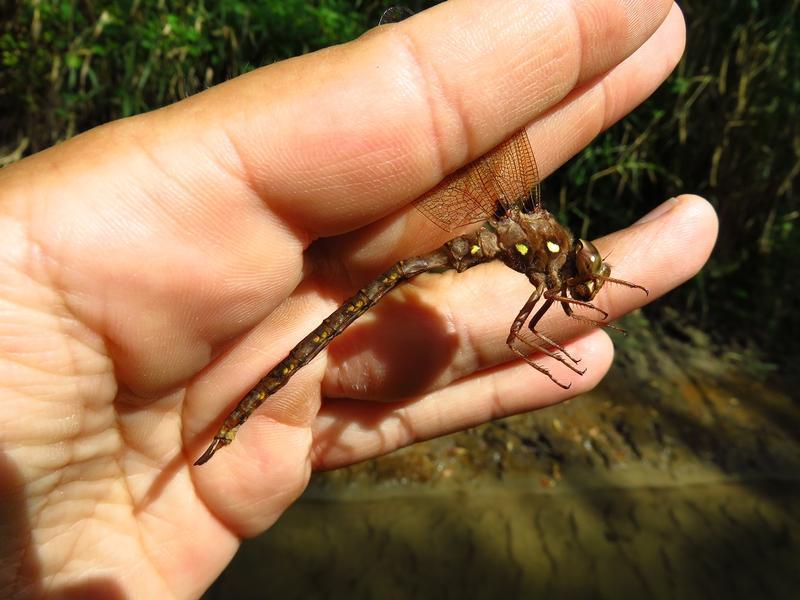 Photo of Fawn Darner