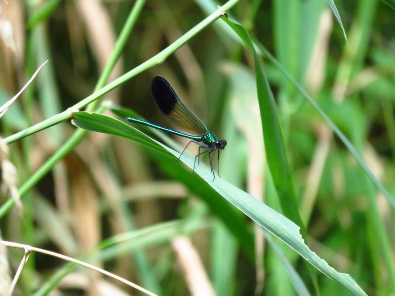 Photo of River Jewelwing