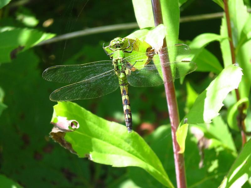 Photo of Eastern Pondhawk
