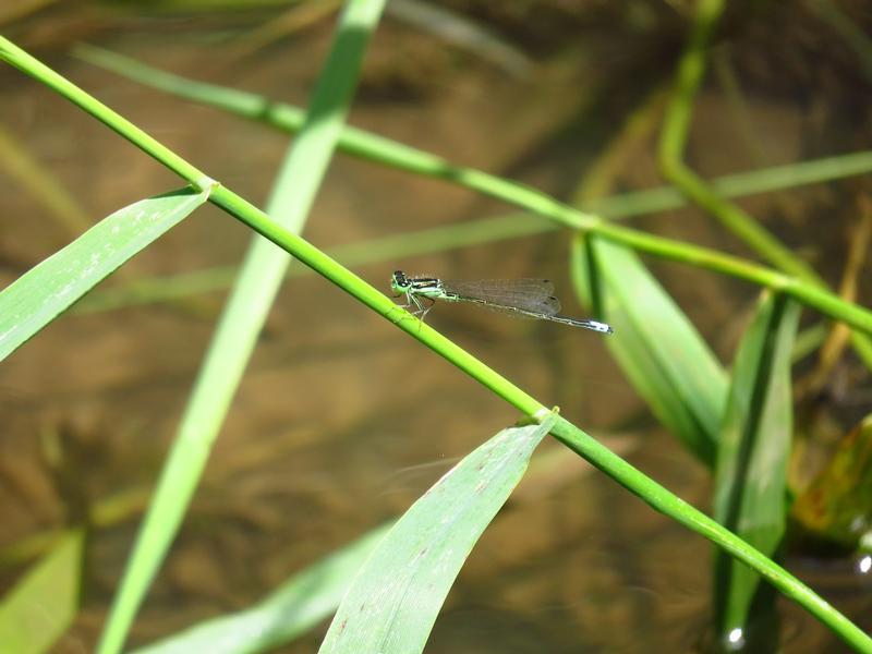 Photo of Eastern Forktail