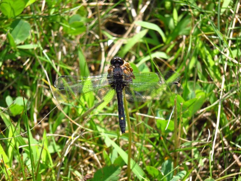 Photo of Dot-tailed Whiteface