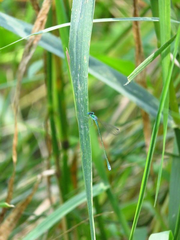 Photo of Sedge Sprite