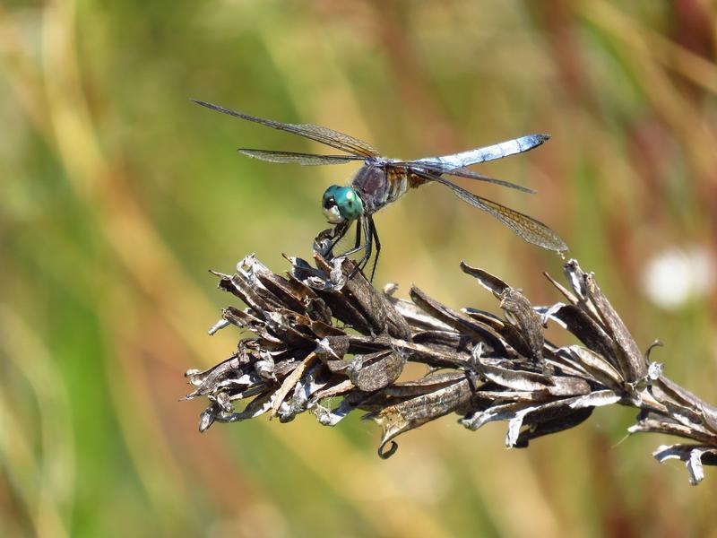 Photo of Blue Dasher