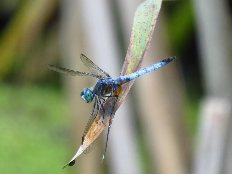 Photo of Blue Dasher