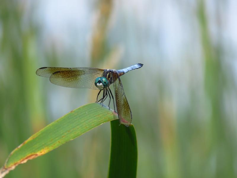 Photo of Blue Dasher