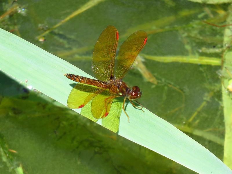 Photo of Eastern Amberwing