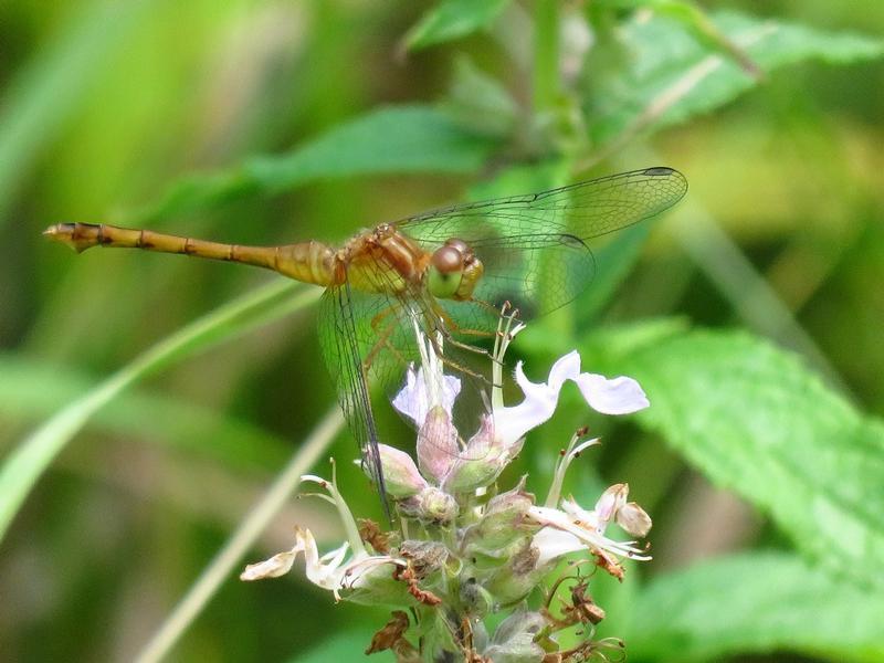 Photo of Autumn Meadowhawk