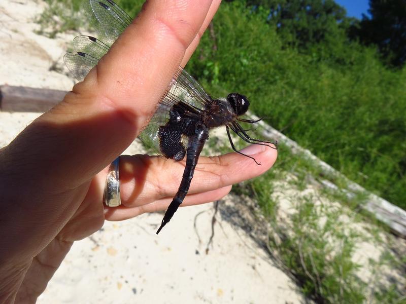 Photo of Black Saddlebags