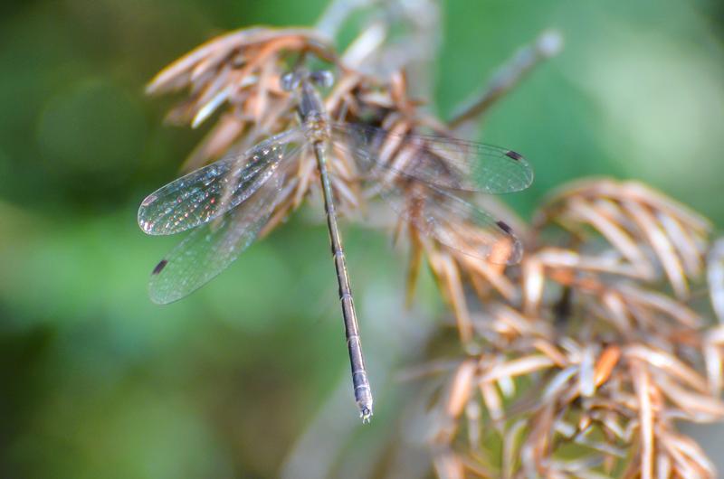 Photo of Slender Spreadwing