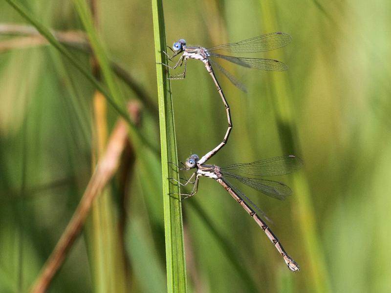 Photo of Spotted Spreadwing