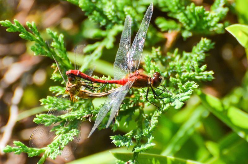 Photo of White-faced Meadowhawk