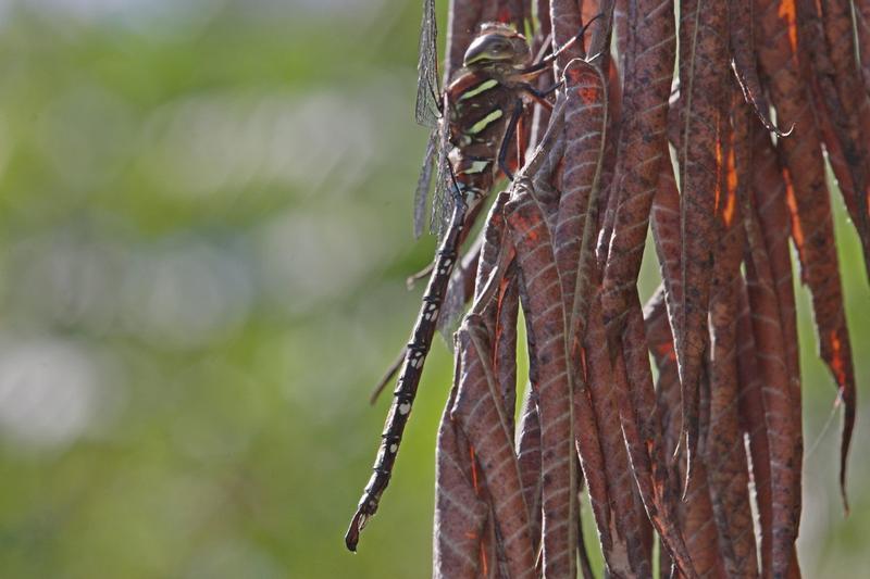 Photo of Shadow Darner