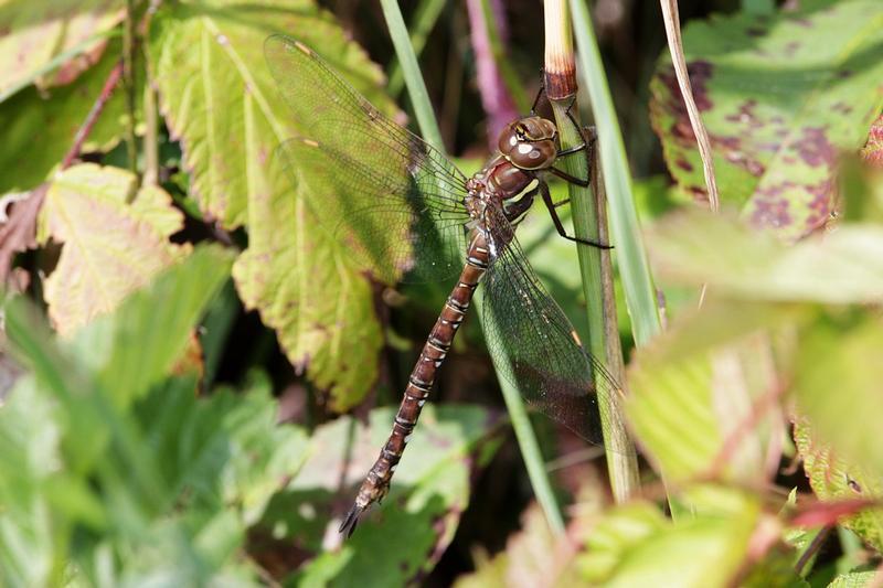 Photo of Shadow Darner
