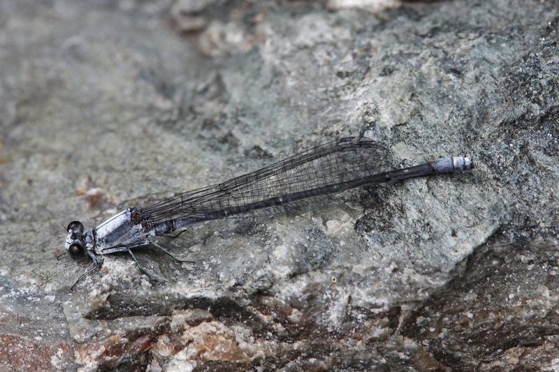 Photo of Powdered Dancer