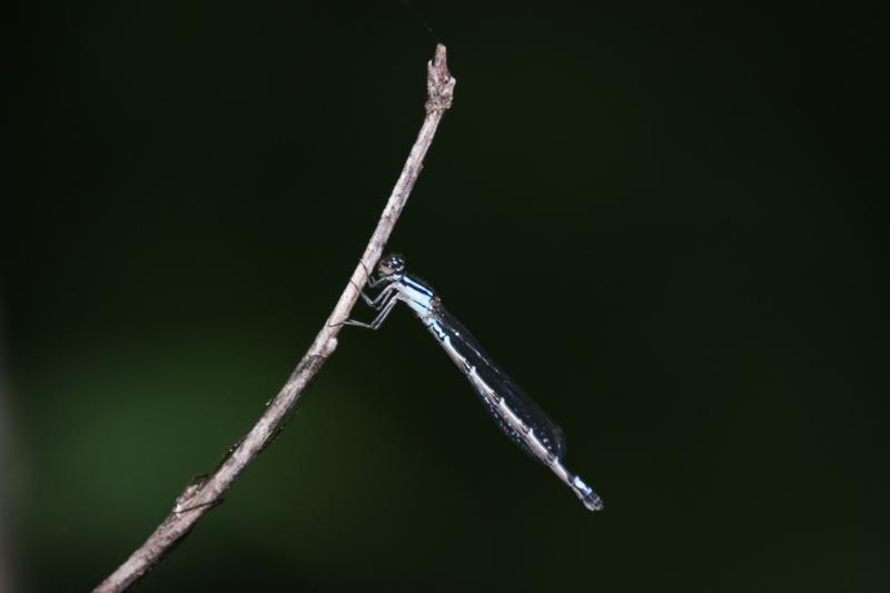 Photo of Skimming Bluet