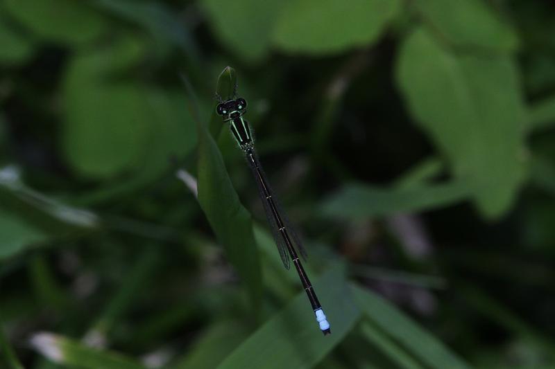 Photo of Eastern Forktail
