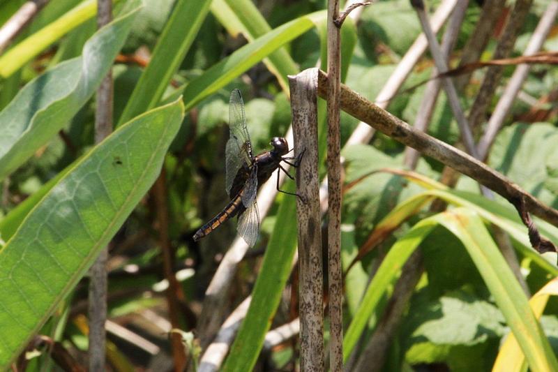 Photo of Widow Skimmer