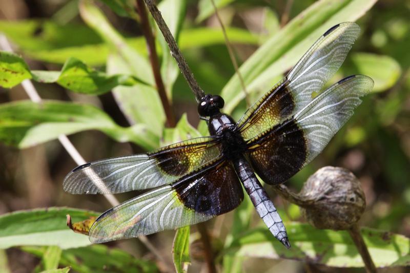Photo of Widow Skimmer