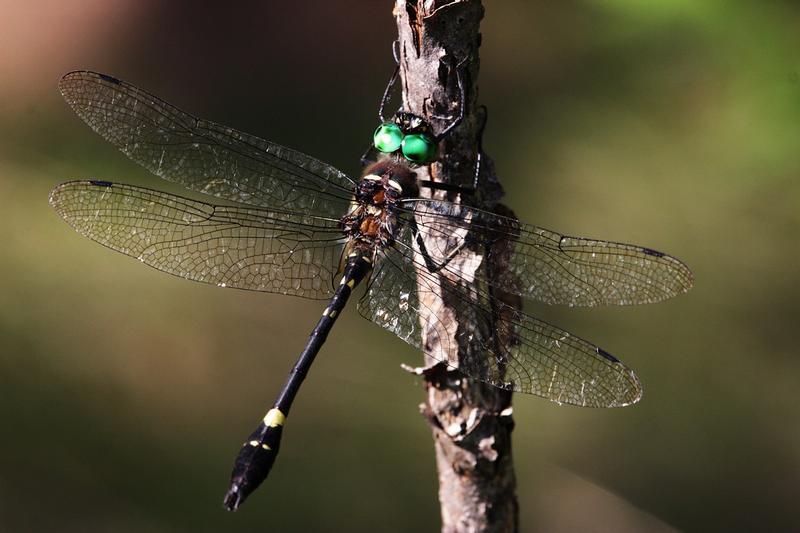 Photo of Swift River Cruiser (Illinois River Cruiser ssp.)