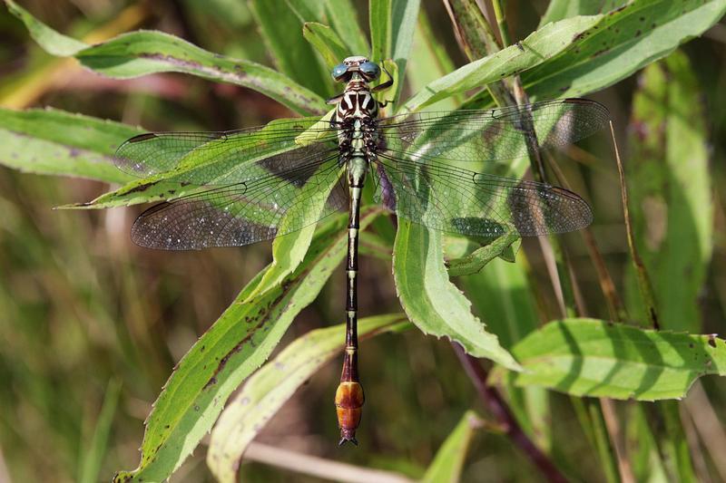 Photo of Russet-tipped Clubtail