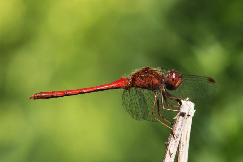 Photo of Autumn Meadowhawk