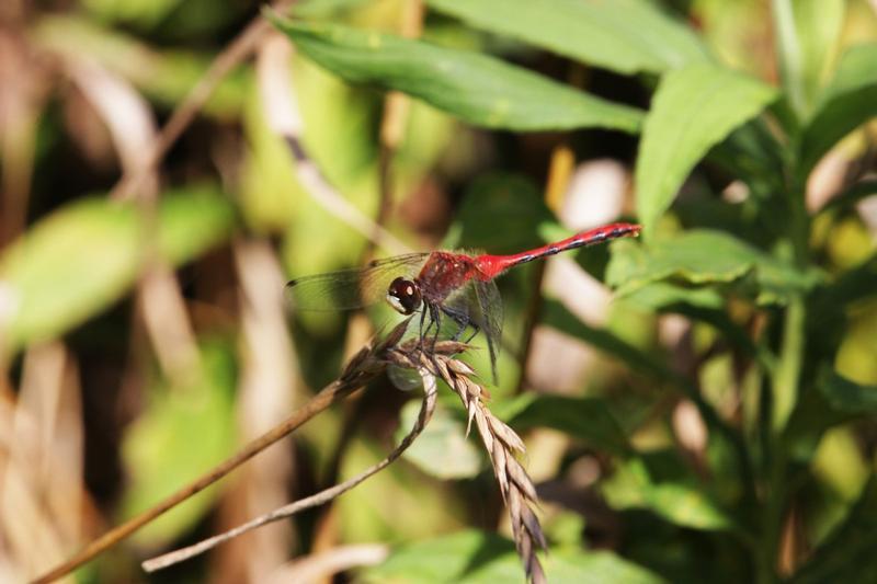 Photo of White-faced Meadowhawk