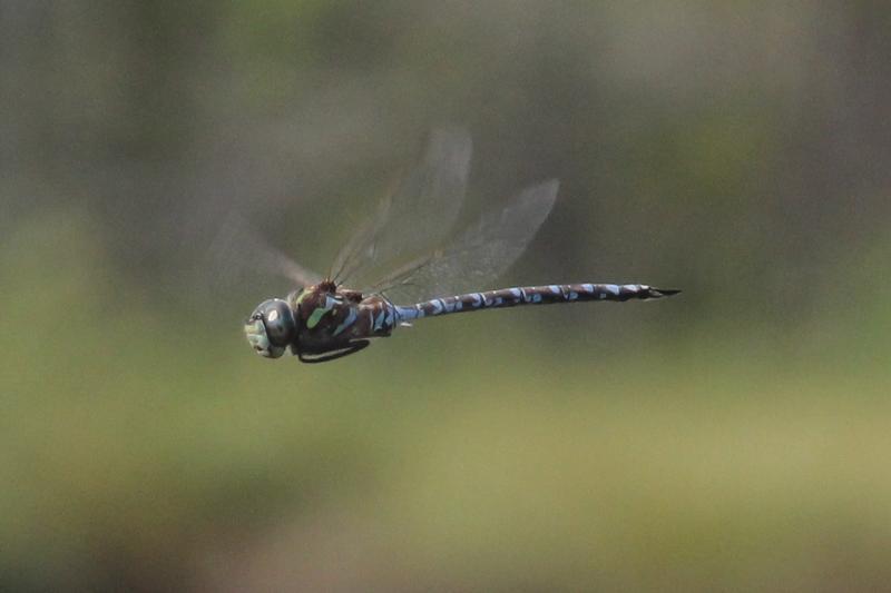 Photo of Canada Darner