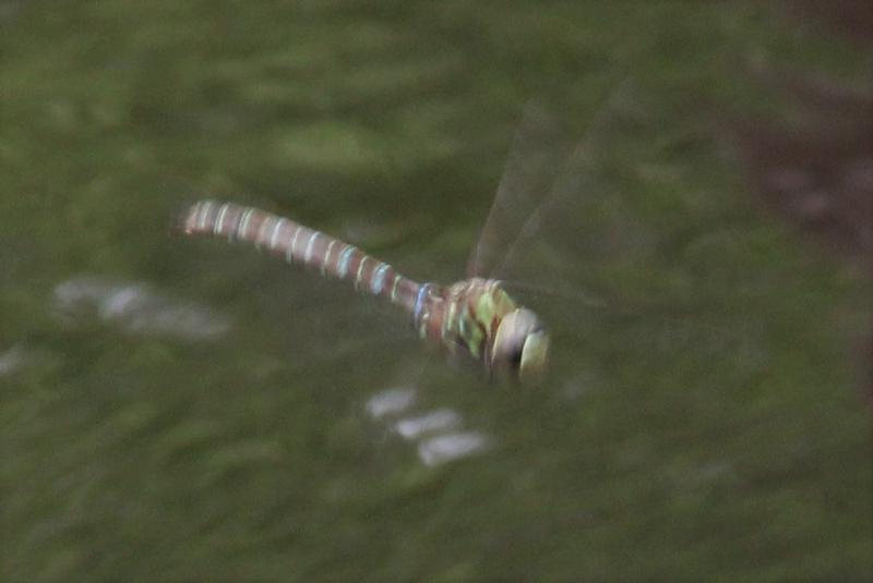Photo of Shadow Darner