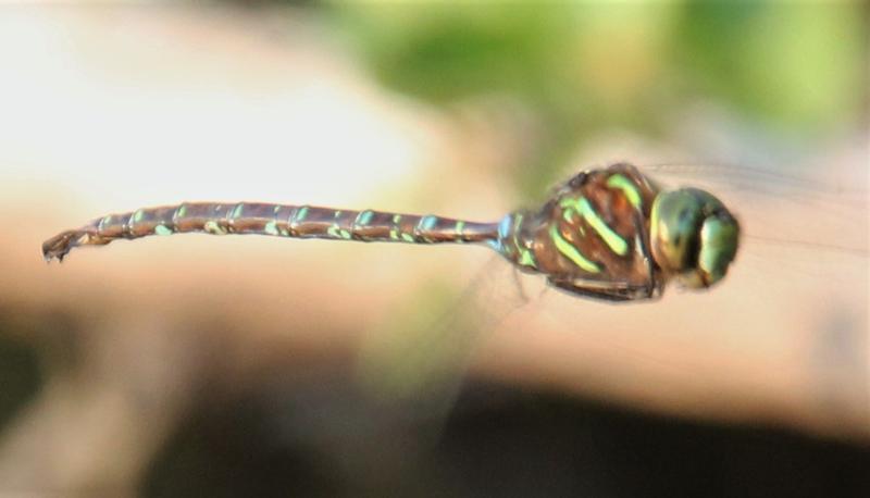 Photo of Shadow Darner