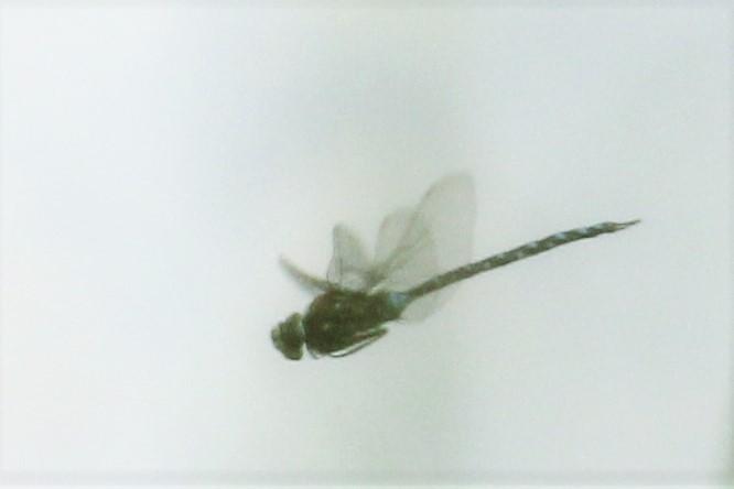 Photo of Variable Darner