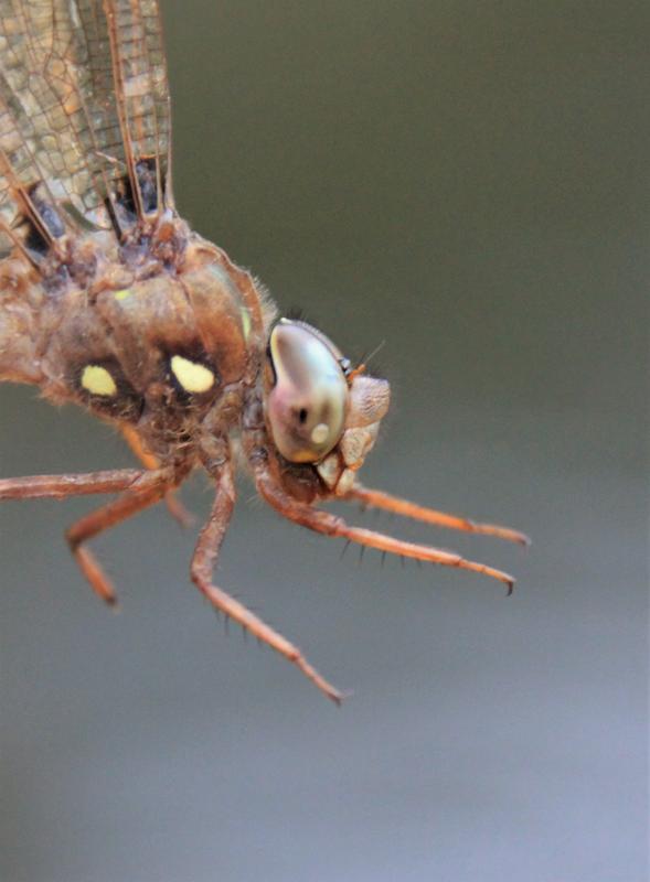 Photo of Fawn Darner