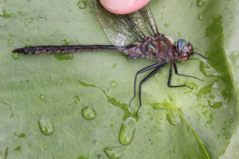 Photo of Williamson's Emerald