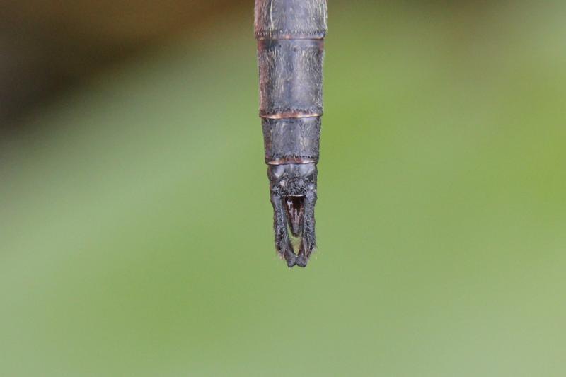 Photo of Williamson's Emerald