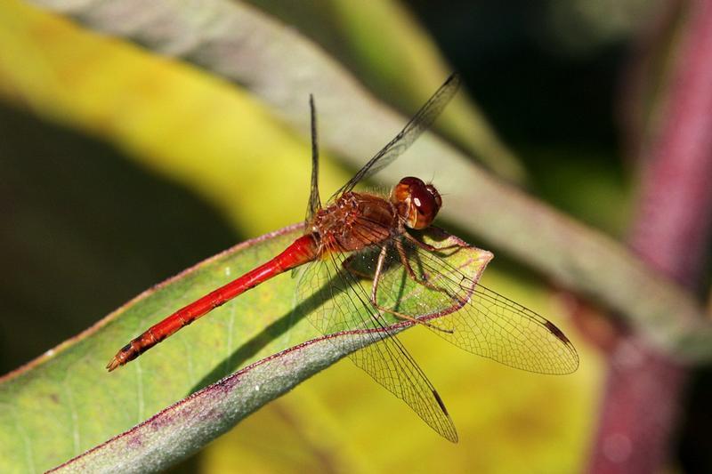 Photo of Autumn Meadowhawk