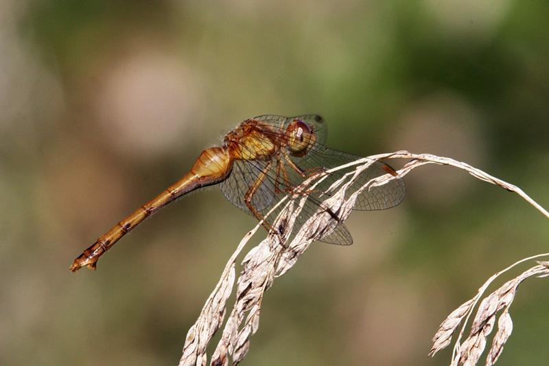 Photo of Autumn Meadowhawk
