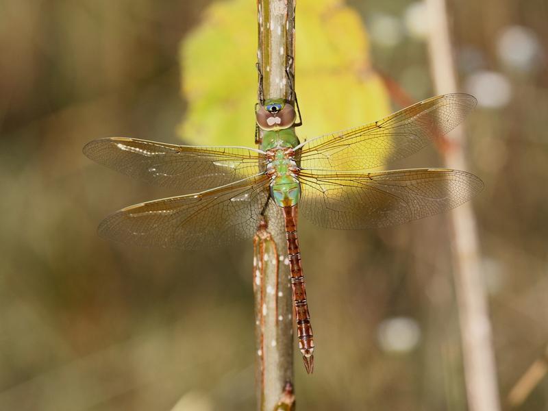 Photo of Common Green Darner