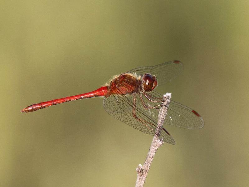 Photo of Autumn Meadowhawk
