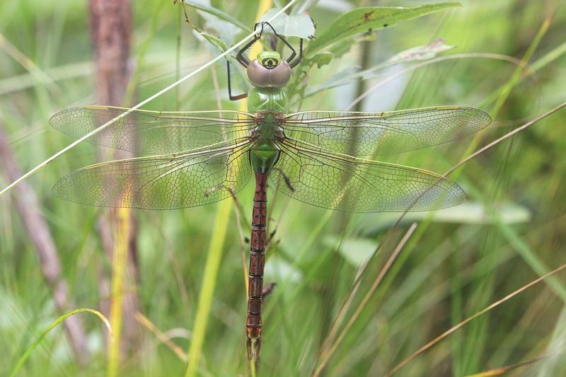 Photo of Common Green Darner