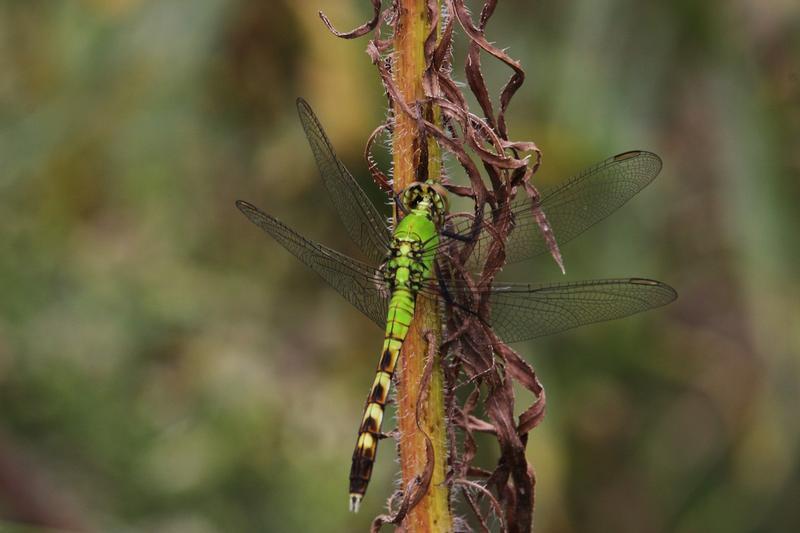 Photo of Eastern Pondhawk
