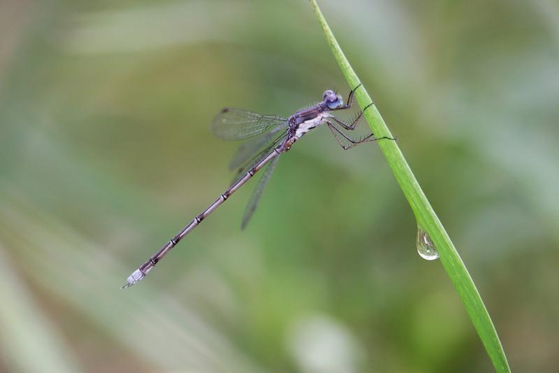 Photo of Spotted Spreadwing