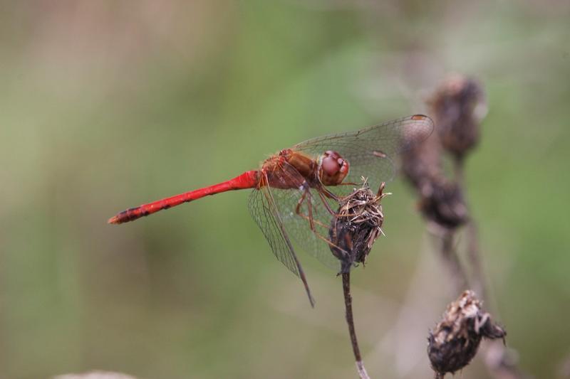 Photo of Autumn Meadowhawk
